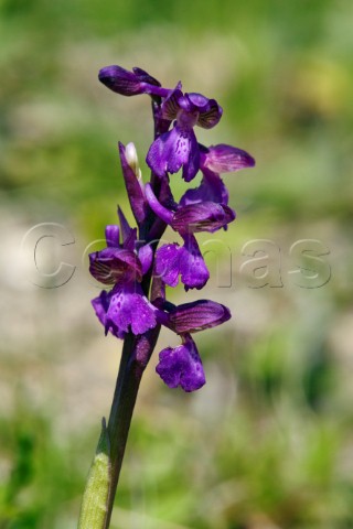 GreenWinged Orchid Orchis morio Howell Hill Nature Reserve Ewell Surrey England