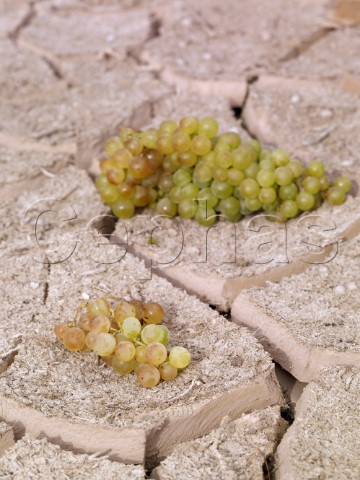 Pedro Ximenez grapes on a dried up river bed Elqui Valley Chile
