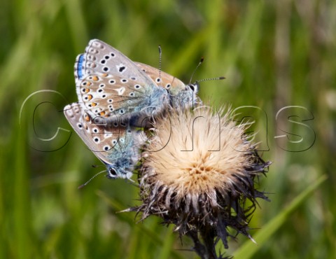 Adonis Blue butterflies mating whilst being jostled by another male Box Hill Dorking Surrey England