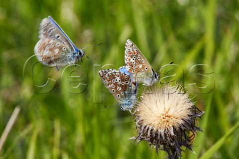 Adonis Blue butterflies mating with another male about to arrive Box Hill Dorking Surrey England