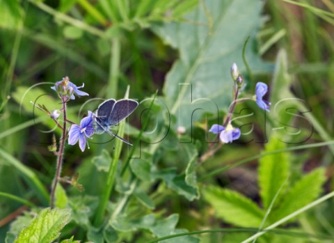 Small Blue butterfly nectaring on Speedwell flower Howell Hill Nature Reserve Ewell Surrey England