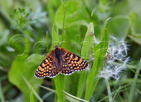 Glanville Fritillary perched on Ribwort Plantain the foodplant of its caterpillar Hutchinsons Bank Nature Reserve New Addington Surrey England