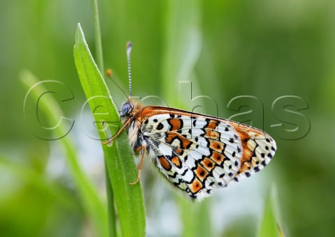 Glanville Fritillary perched on Ribwort Plantain the foodplant of its caterpillar Hutchinsons Bank Nature Reserve New Addington Surrey England