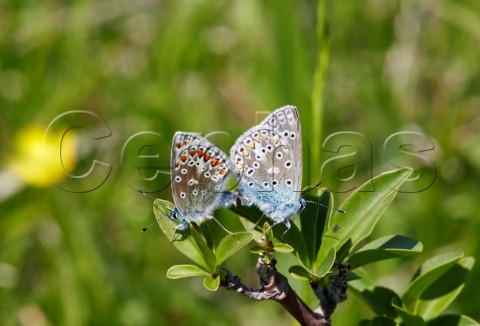 Pair of Common Blues mating  male on right Box Hill Dorking Surrey England