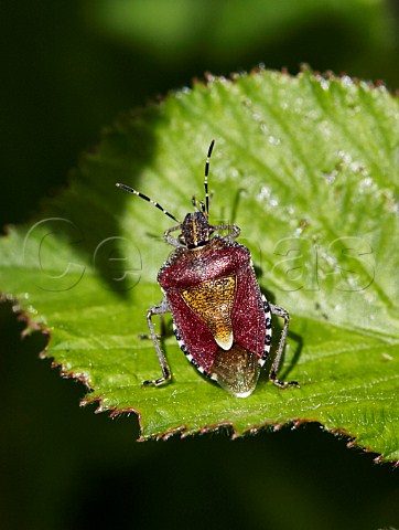 Sloe Shield Bug Dolycoris baccarum Fairmile Common Esher Surrey England