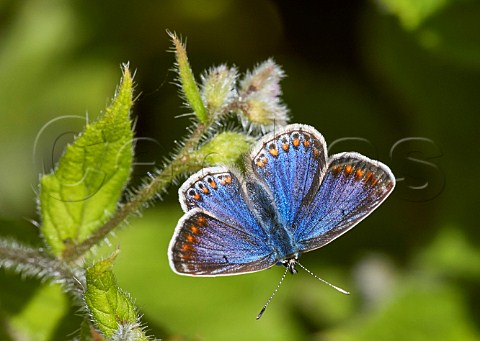 Common Blue female blue variation on Green Alkanet Fairmile Common Esher Surrey England