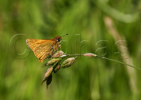 Large Skipper perched on grass Wrecclesham Surrey England