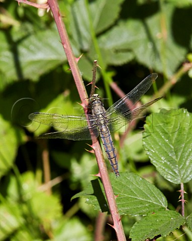 Blacktailed Skimmer female Dragonfly Bookham Common Surrey England