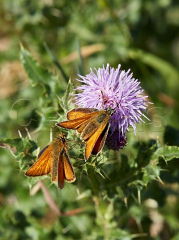 Pair of Small Skippers on thistle flowers Arbrook Common Claygate Surrey England