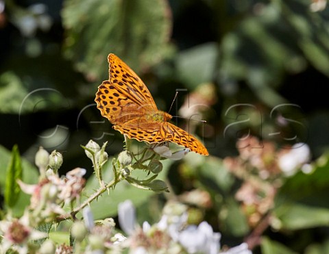 Silverwashed Fritillary male nectaring on bramble flowers Arbrook Common Claygate Surrey England