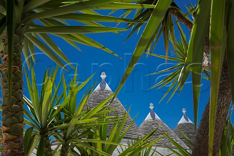 Palm trees and trulli roofs Locorotondo Puglia Italy