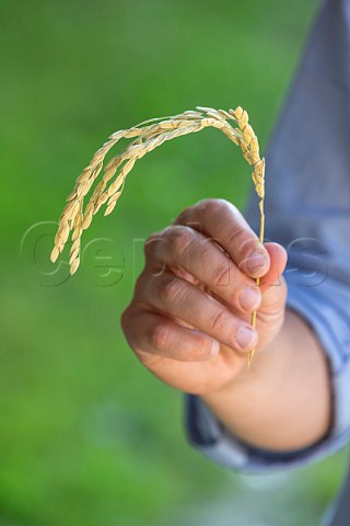 Hand holding an ear of Carnaroli rice Vercelli Piedmont Italy