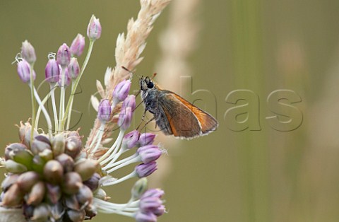 Small Skipper on Wild Onion flowers Hurst Meadows West Molesey Surrey England