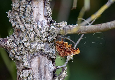 Comma butterfly perched on dead Elm tree West End Common Esher Surrey England