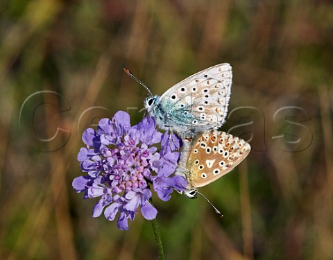 Chalkhill Blue pair mating on scabious flower Denbies Hillside Ranmore Common Surrey England