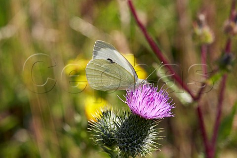 Large White butterfly nectaring on thistle Leith Hill Coldharbour Surrey England