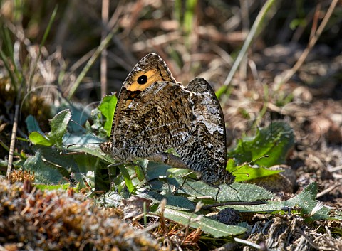 Grayling butterflies mating Chobham Common Surrey England