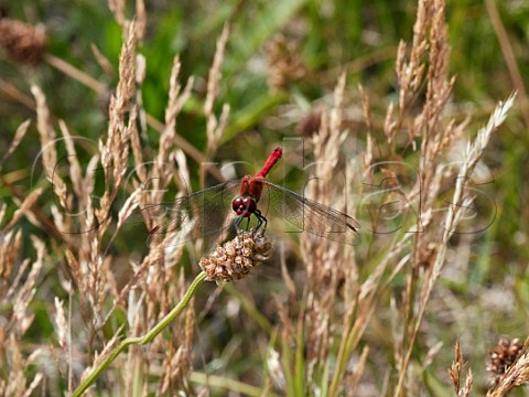 Ruddy Darter dragonfly Molesey Heath Nature Reserve Surrey England