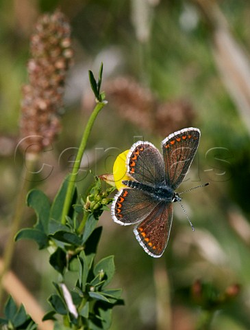 Brown Argus perched on trefoil  Molesey Heath Nature Reserve Surrey England