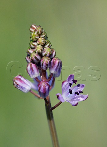 Autumn Squill in flower Hurst Meadows West Molesey Surrey England