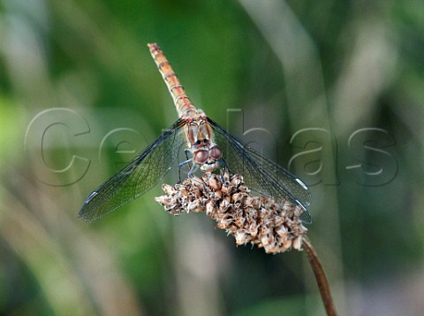 Common Darter dragonfly Molesey Heath Surrey England