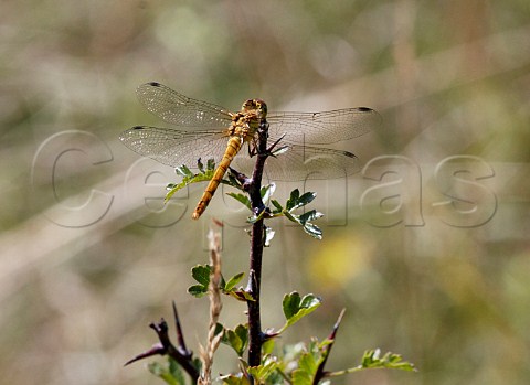 Common Darter dragonfly Denbies Hillside Ranmore Common Surrey England
