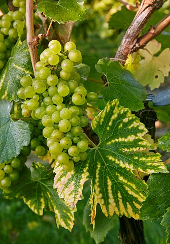 Chardonnay grapes on the vine Jenkyn Place Vineyard Bentley Hampshire England