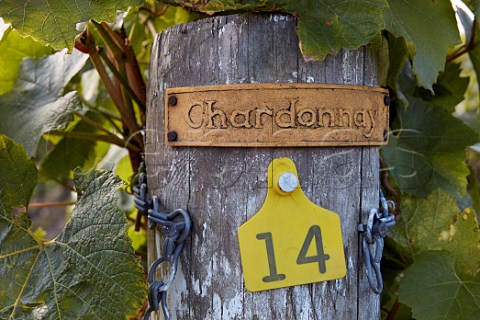 Chardonnay strainer post of Jenkyn Place Vineyard Bentley Hampshire England