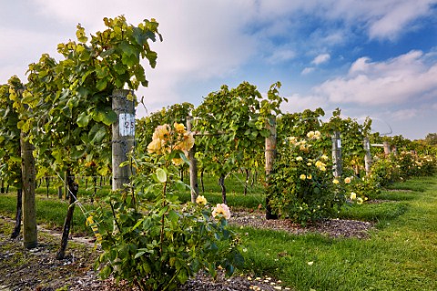 Roses at end of vine rows Jenkyn Place Vineyard Bentley Hampshire England