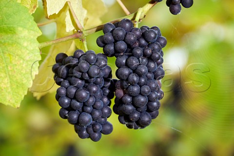Pinot Noir grapes in Higher Plot Vineyard of Smith and Evans Langport Somerset England