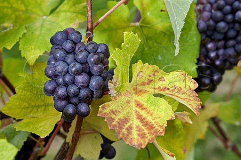 Pinot Meunier grapes in Higher Plot Vineyard of Smith and Evans Langport Somerset England