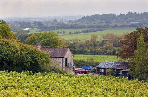 Higher Plot Vineyard of Smith and Evans above the Somerset Levels and River Parrett at Aller  Langport Somerset England