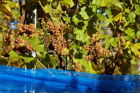 Pinot Gris grapes with bird netting lowered ready for harvest in vineyard of Rathfinny Wine Estate  Alfriston Sussex England