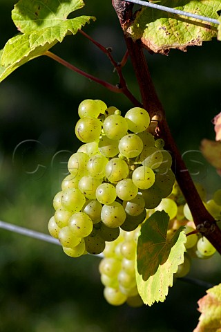 Riesling grapes in vineyard of Rathfinny Wine Estate Alfriston Sussex England