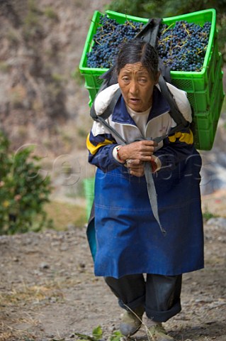 Tibetan woman carrying forty kilos of Cabernet Sauvignon grapes destined for ShangriLa Winery Gushui vineyard above the Lantsang River  Deqen Yunan Province China
