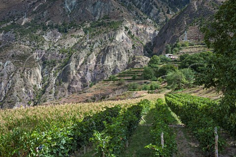 Vineyard of ShangriLa winery above the Lancang River at Zhaan  Near Deqen Yunnan Province China