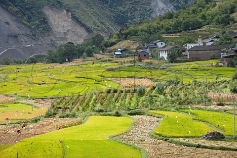 Cabernet Sauvignon vineyard surrounded by rice paddies at Cizhong village on LanCang also called Lantsang Lansang and Mekong River Yunnan Province China Asia