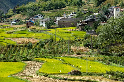 Cabernet Sauvignon vineyard surrounded by rice paddies at Cizhong village on the LanCang River Yunnan Province China