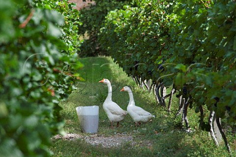 Geese in vineyard of ShangriLa winery above the LanCang River at Zhaan Deqin County Deqen Yunnan Province China
