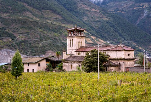 Cabernet Sauvignon vineyard by the historic Catholic Church in Cizhong village on the LanCang River Yunnan Province China