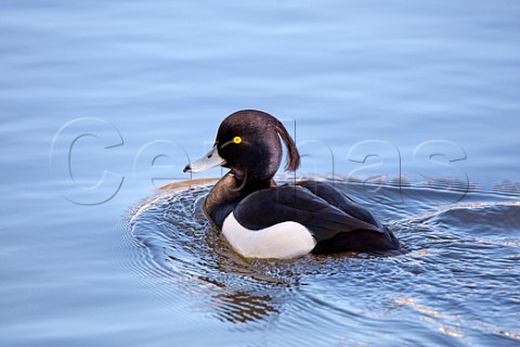 Tufted Duck male River Thames West Molesey Surrey England