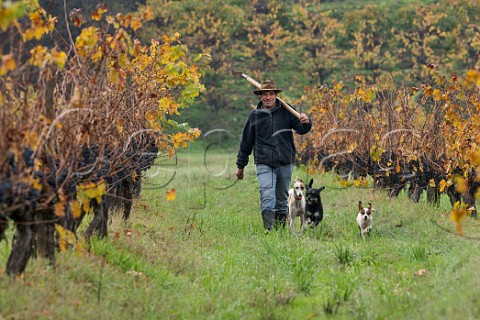 Worker with his dogs in Cabernet Sauvignon vineyard of Odfjell at harvest time Maipo Valley Chile