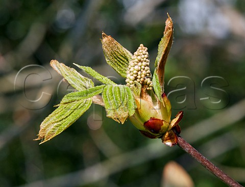 Horse Chestnut flower bud and leaves Hurst Meadows West Molesey Surrey England