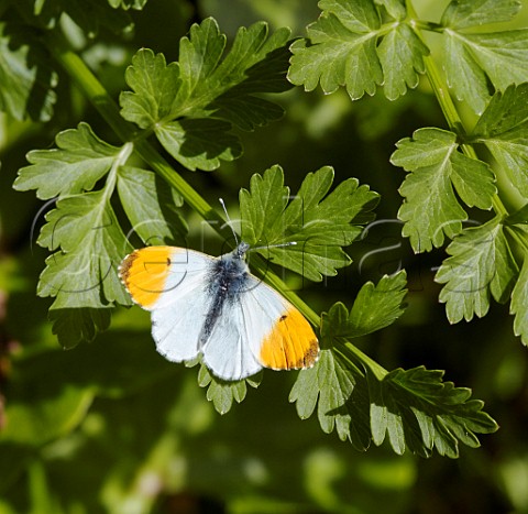 Orange Tip butterfly male West End Common Esher Surrey England