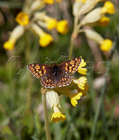 Duke of Burgundy butterfly on cowslip flowers  Noar Hill nature reserve Selborne Hampshire England