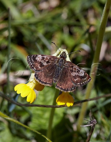 Dingy Skipper butterfly on cowslip flower  Noar Hill nature reserve Selborne Hampshire England