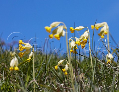 Cowslip flowers against a blue sky Noar Hill nature reserve Selborne Hampshire England