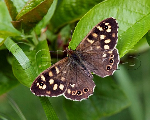 Speckled Wood butterfly  Hurst Meadows West Molesey Surrey England
