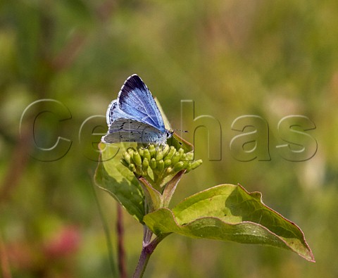 Holly Blue female Howell Hill nature reserve Ewell Surrey England