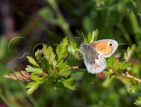 Small Heath perched on hawthorn  Howell Hill nature reserve Ewell Surrey England